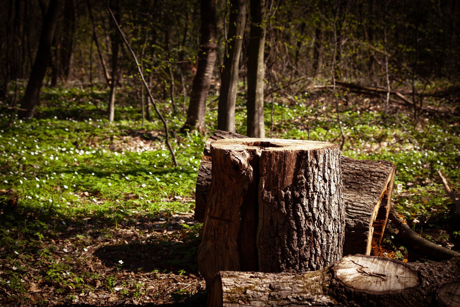 Une souche dans une forêt