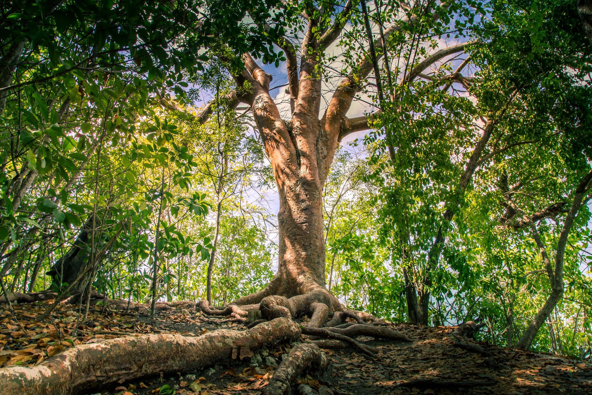 Un vieil arbre en Martinique