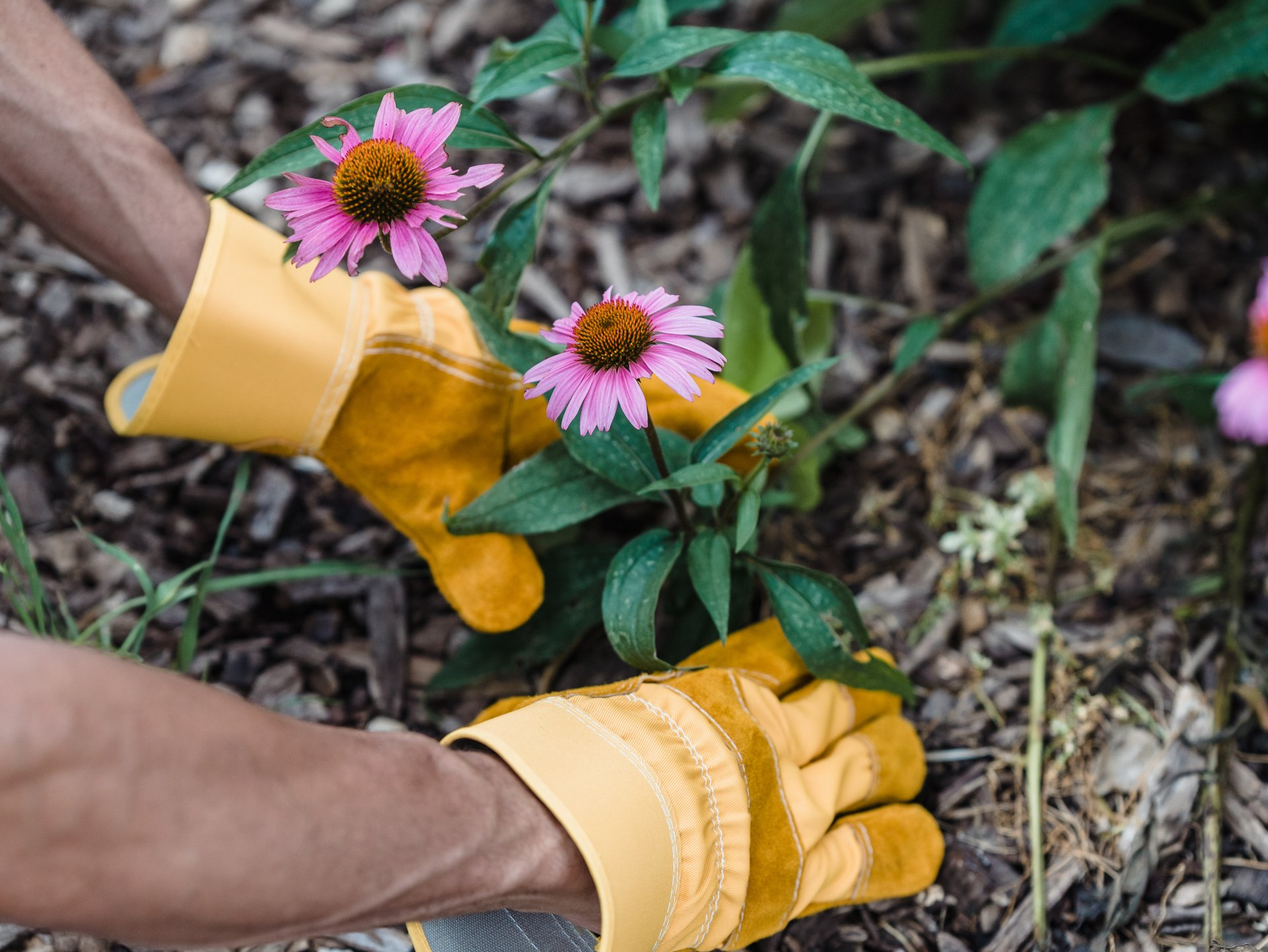 Plantation de fleurs