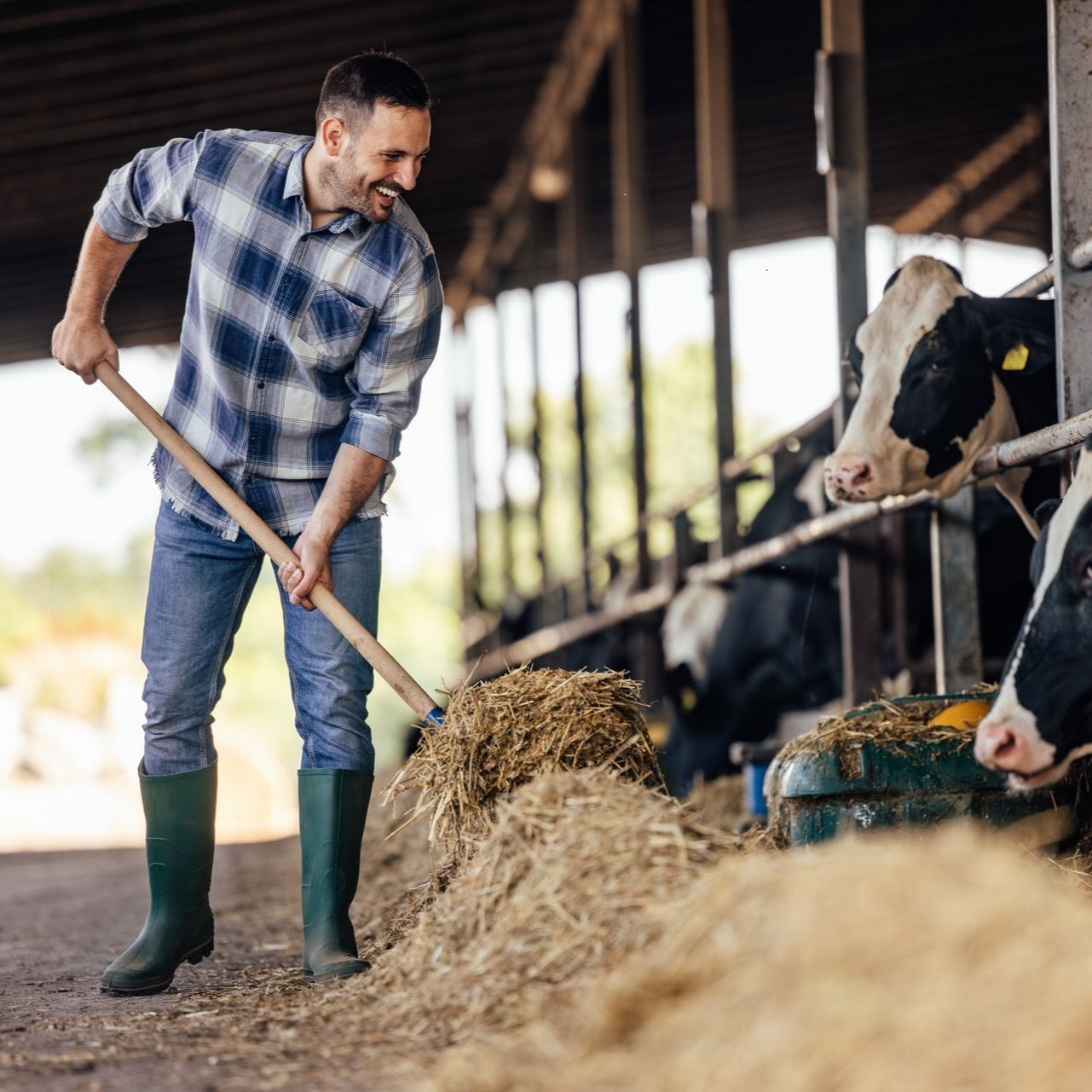 Un homme pellette du foin dans une grange où se trouvent des vaches dans des stalles.