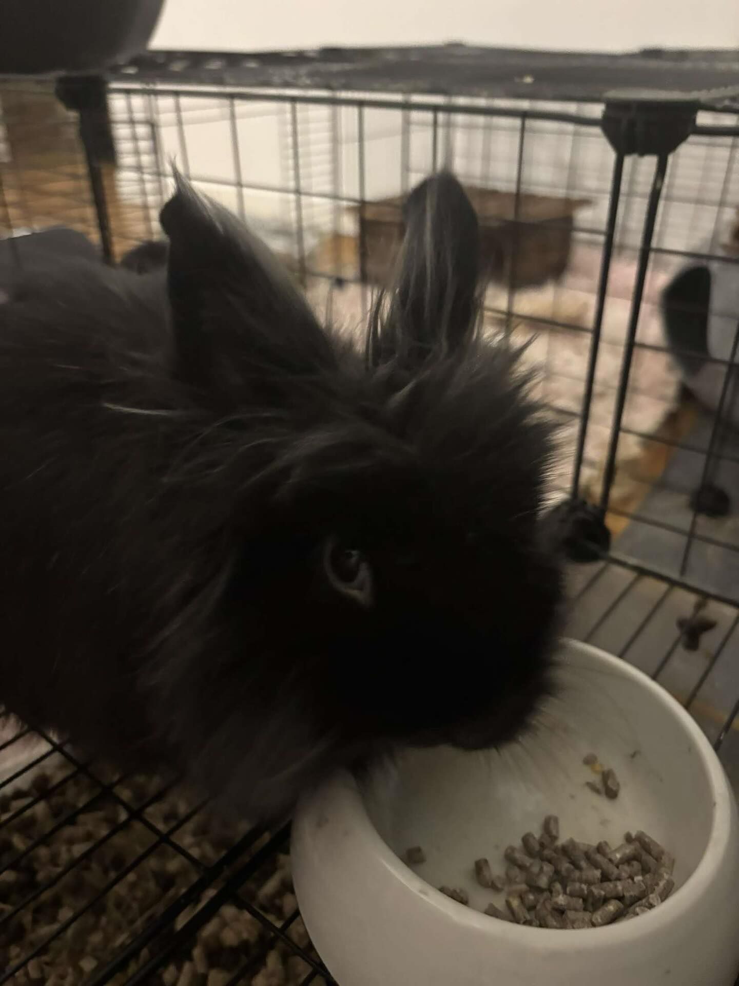 Lapin noir et duveteux mangeant dans un bol blanc à l'intérieur d'une cage en fil de fer.