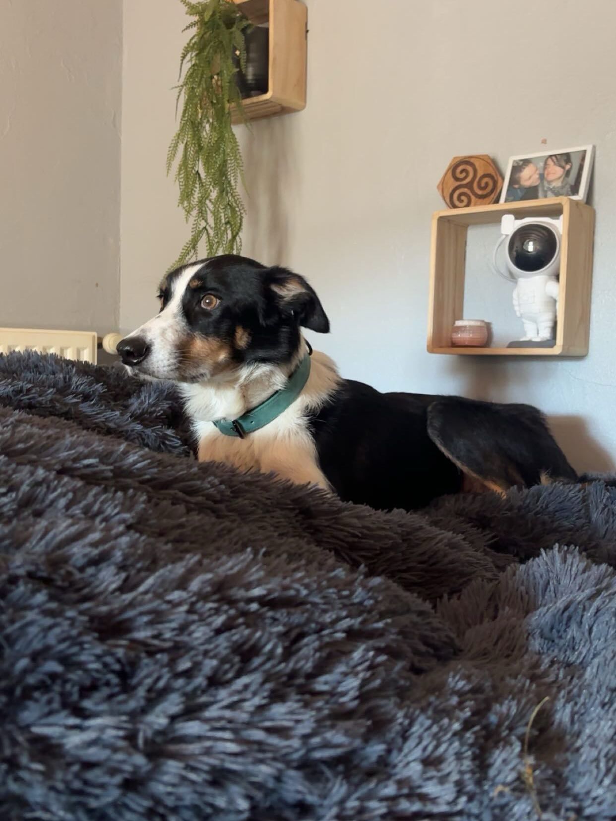 Chien au pelage noir, blanc et marron, allongé sur une couverture grise et moelleuse, portant un collier vert.