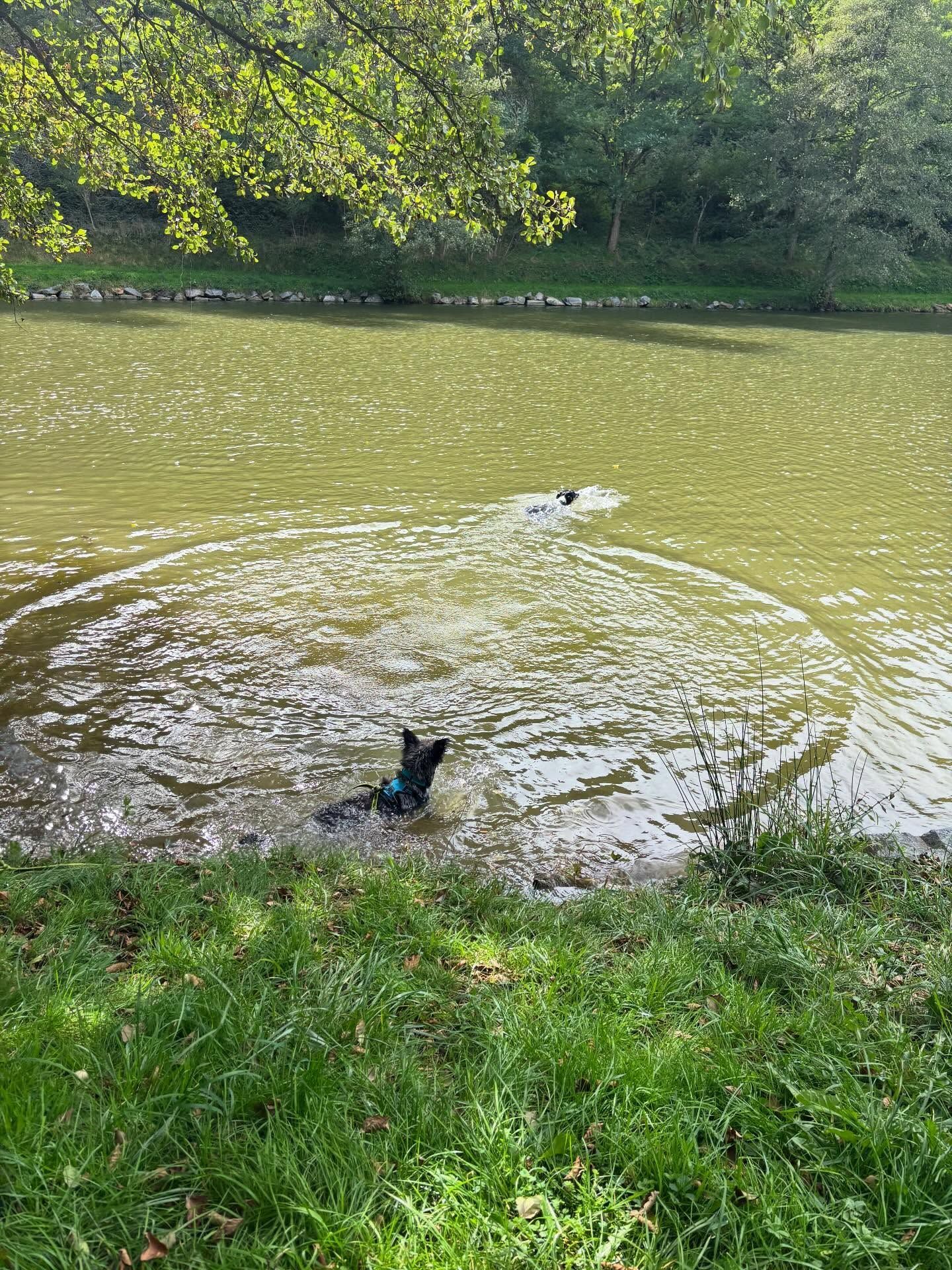 Deux chiens nagent dans un étang, éclaboussant l'eau. Des arbres et de l'herbe verte bordent le rivage.