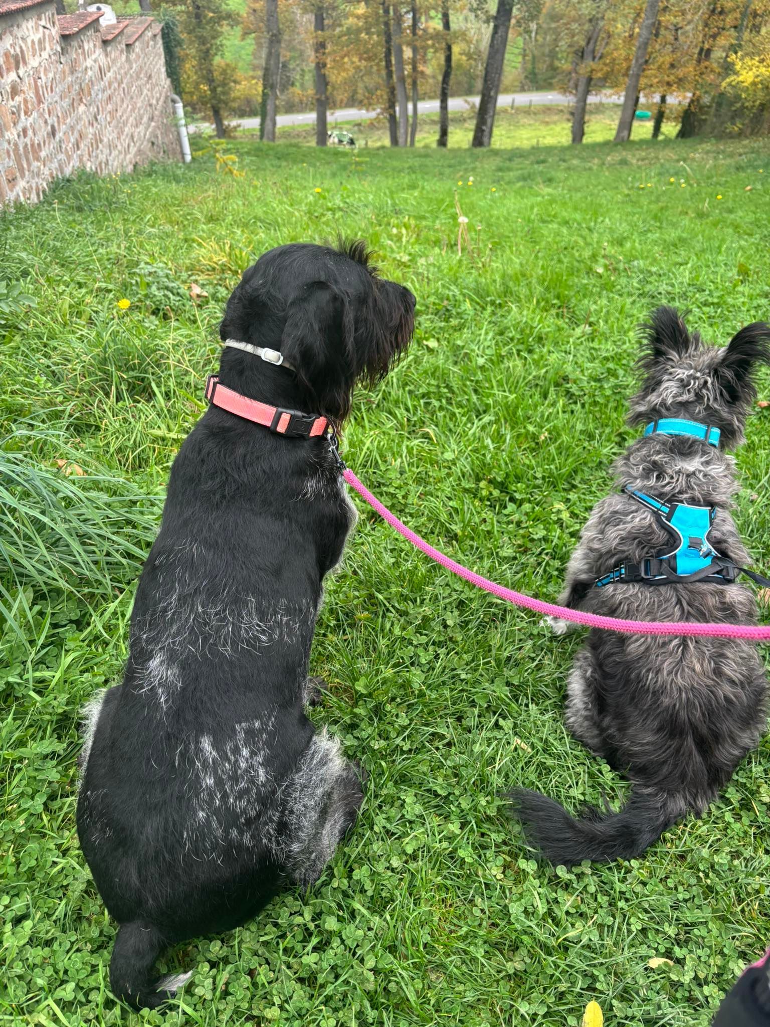Deux chiens en laisse sont assis sur l'herbe verte, l'un noir, l'autre gris avec des colliers rose et bleu.