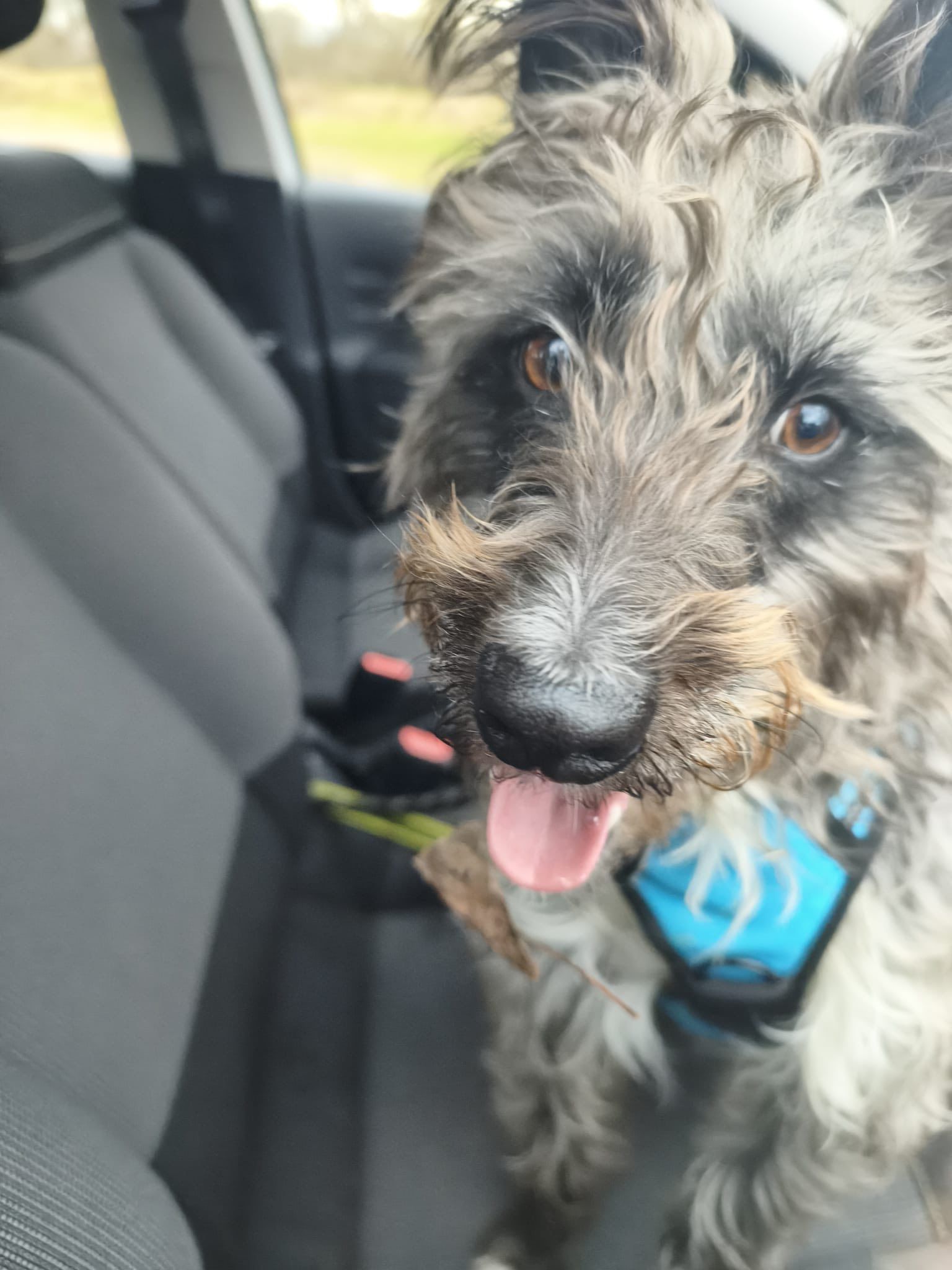 Chien au pelage gris ébouriffé, assis dans une voiture, avec un harnais bleu.