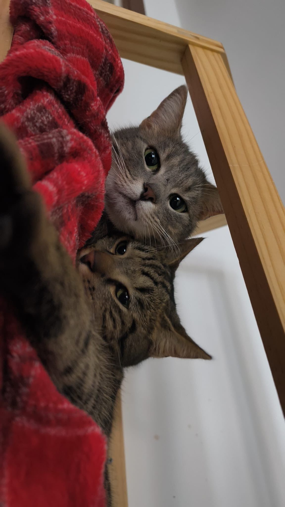 Deux chats tigrés, cachés derrière une couverture rouge, regardent vers le haut. L'un sur l'autre.