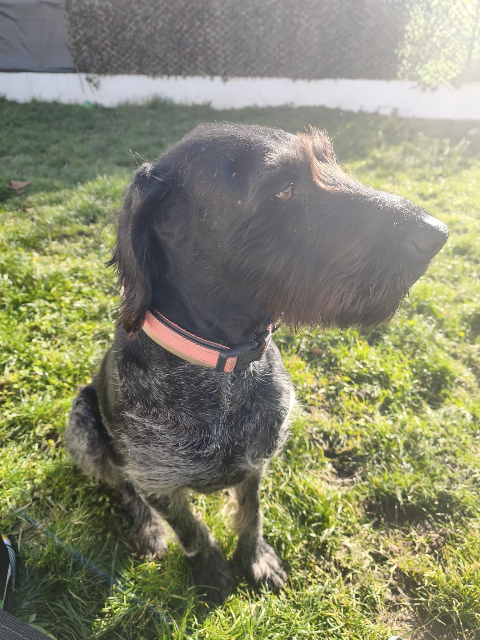 Un chien au pelage foncé et tacheté, portant un collier rose, est assis sur l'herbe verte.
