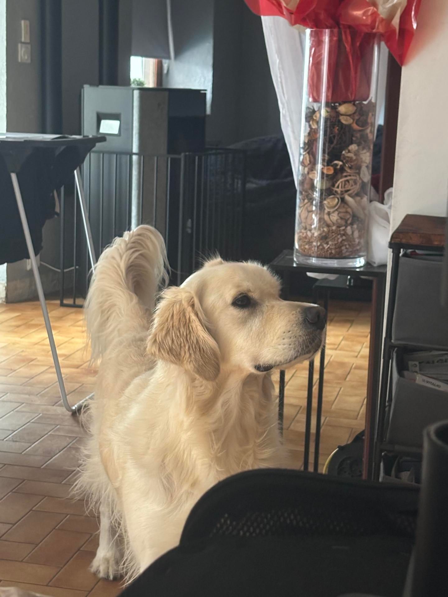 Golden retriever debout, regardant à droite, dans une pièce. Pelage couleur soleil, queue dressée.