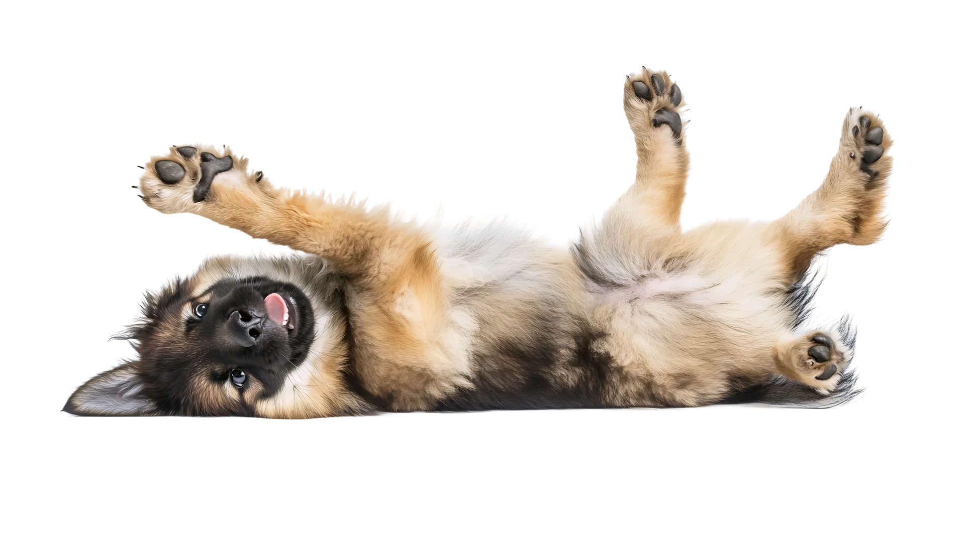 Chiot berger allemand couché sur le dos, pattes en l'air, langue pendante.