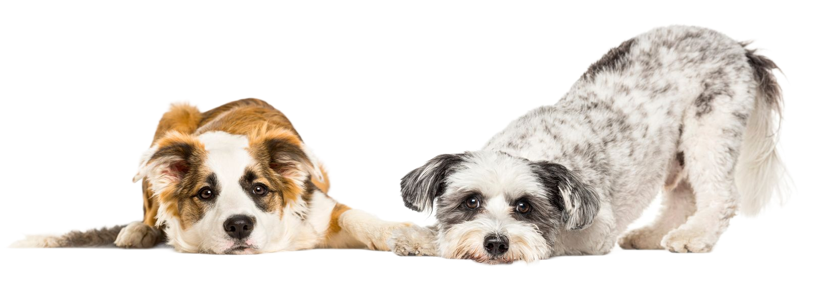 Deux chiens couchés, l'un brun et blanc, l'autre noir et blanc.