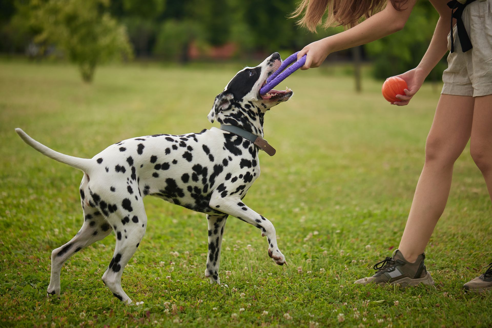 Un dalmatien joue à la corde avec une personne dans un parc herbeux, tenant un frisbee et une balle.