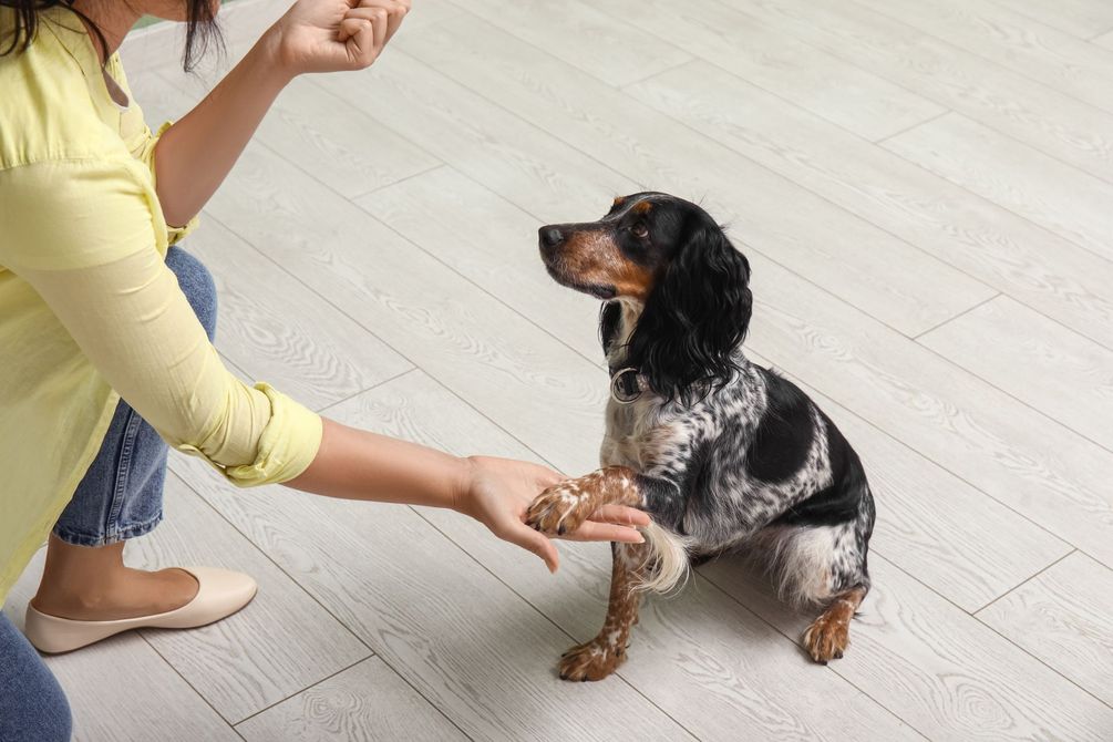 Femme apprenant à son chien à donner la patte, chien levant la patte, parquet clair.