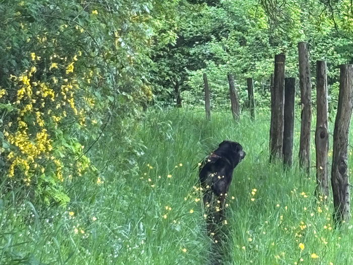 Chien noir dans les hautes herbes vertes, près d'une rangée de poteaux de clôture et de buissons à fleurs jaunes.