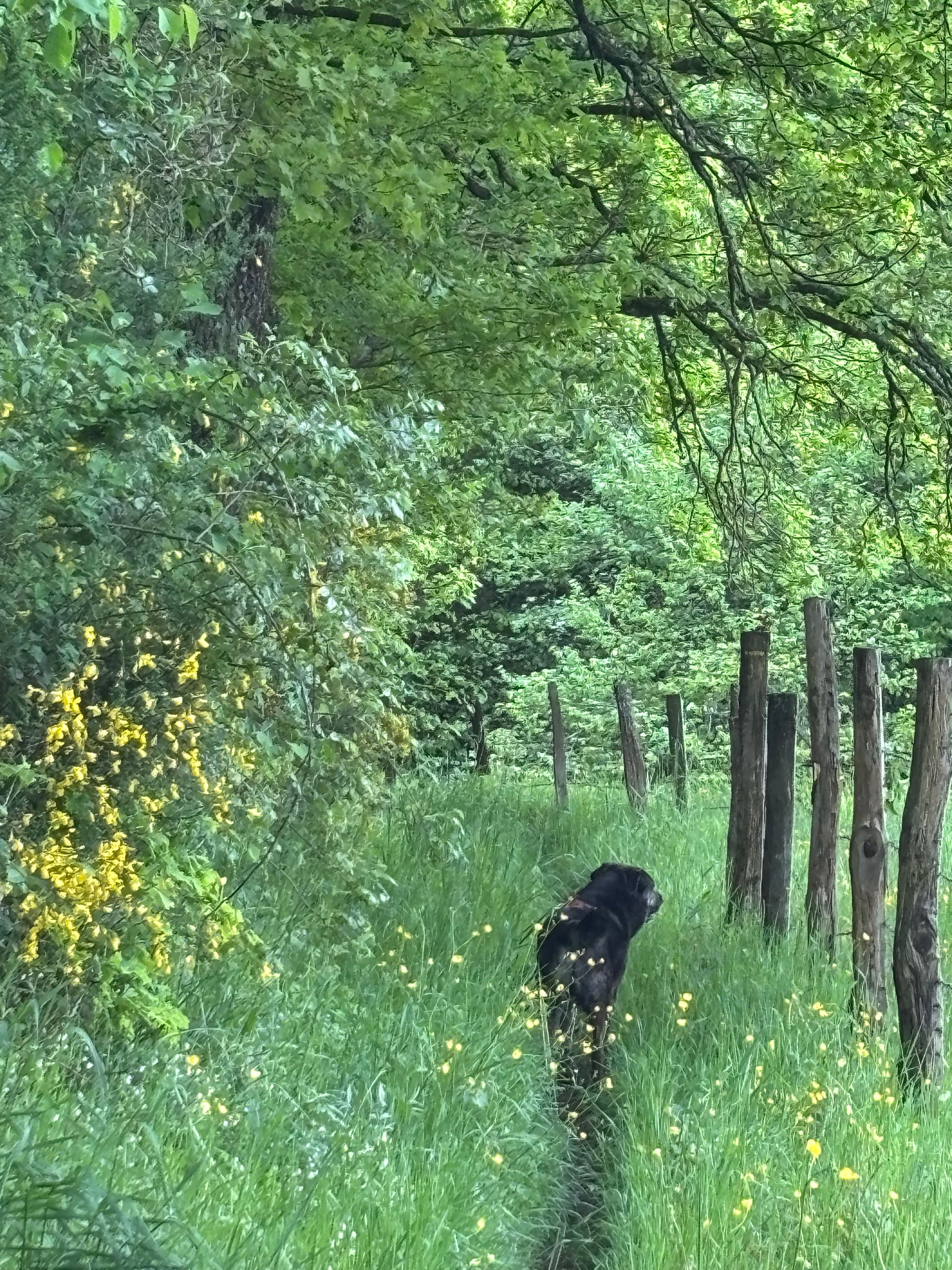 Proenade d'un chien dans des hautes herbes.