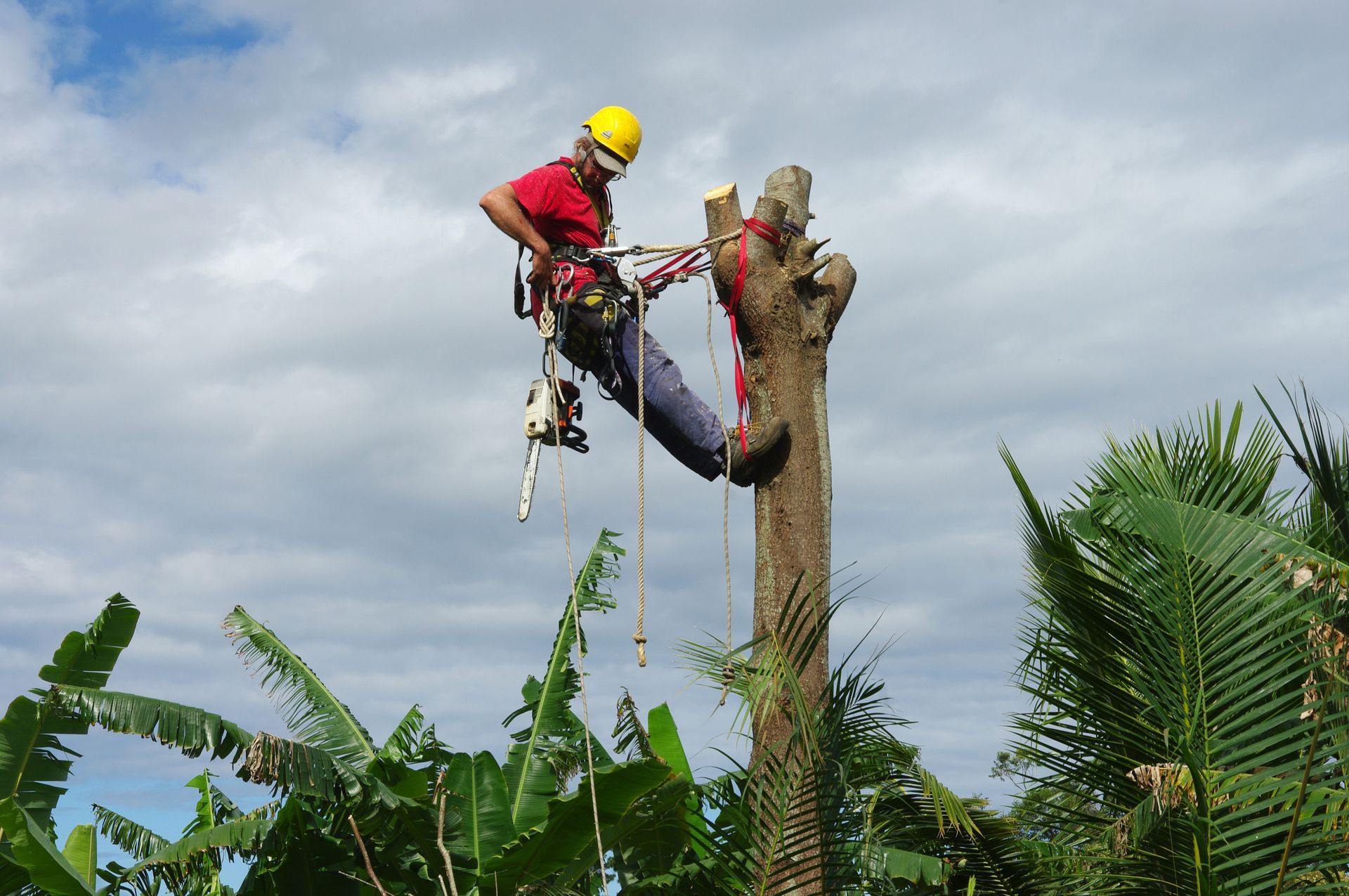 Un ouvrier casqué taille une branche d'arbre à la tronçonneuse au sommet d'un grand tronc, entouré de feuillage tropical.