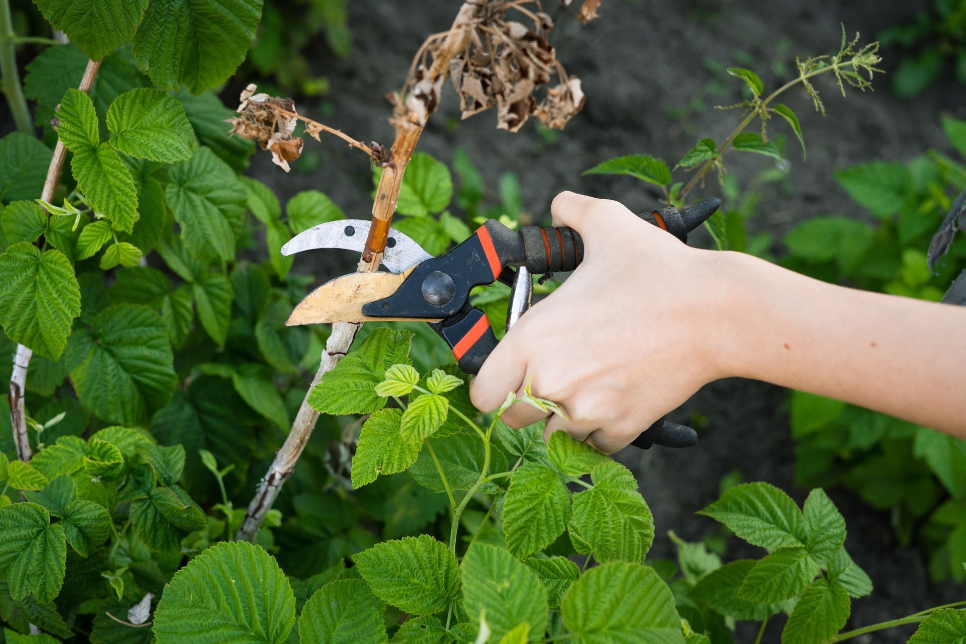 Des mains taillent une plante verte avec des cisailles de jardin à l'extérieur