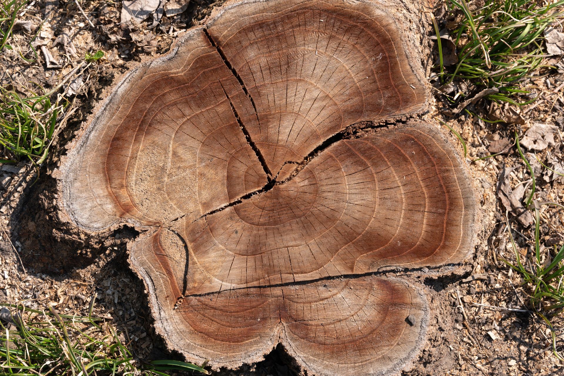 Souche d'arbre fraîchement coupée, présentant des cernes de croissance et des fissures visibles, dans un sol sec.