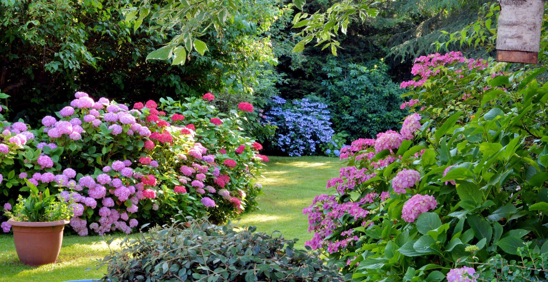 Jardin luxuriant avec des fleurs roses, violettes et bleues entourant une pelouse verte et des plantes en pot
