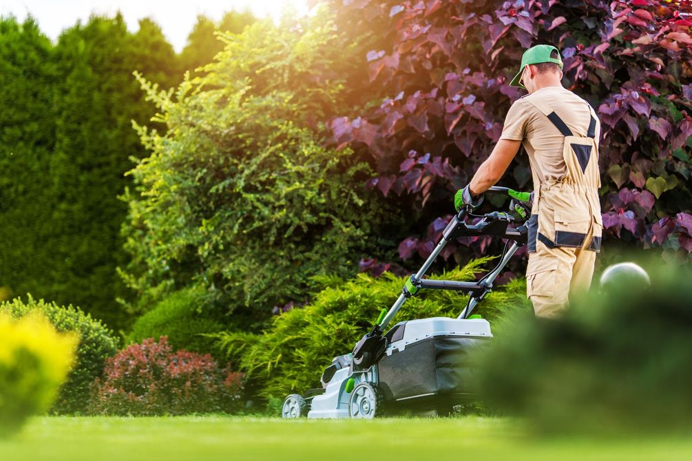 Une personne tond une pelouse d'un vert luxuriant dans un jardin, entourée d'arbustes et d'arbres colorés.