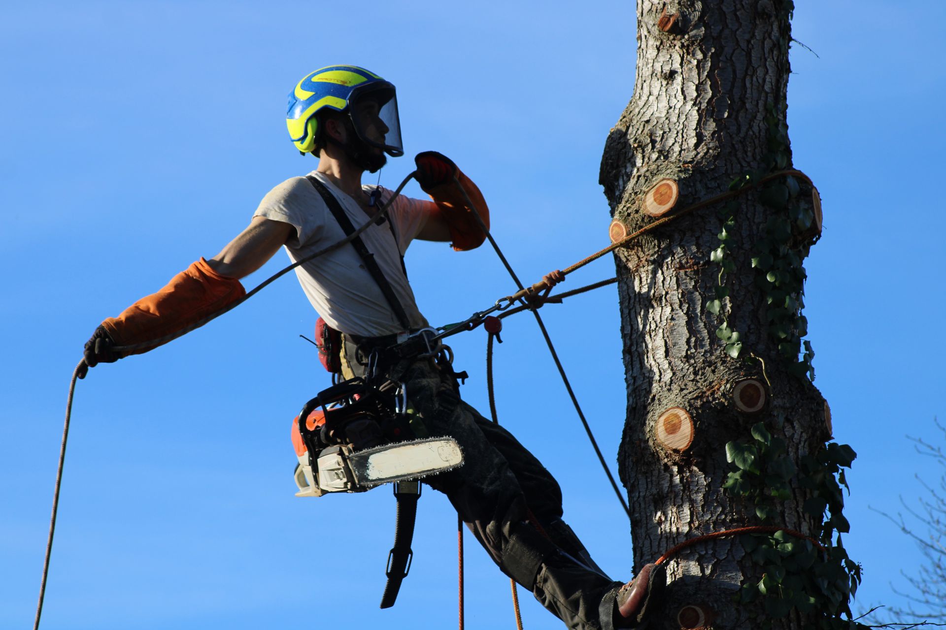 Un élagueur, casqué et harnaché, taille des branches en haut d'un arbre sur fond de ciel bleu.