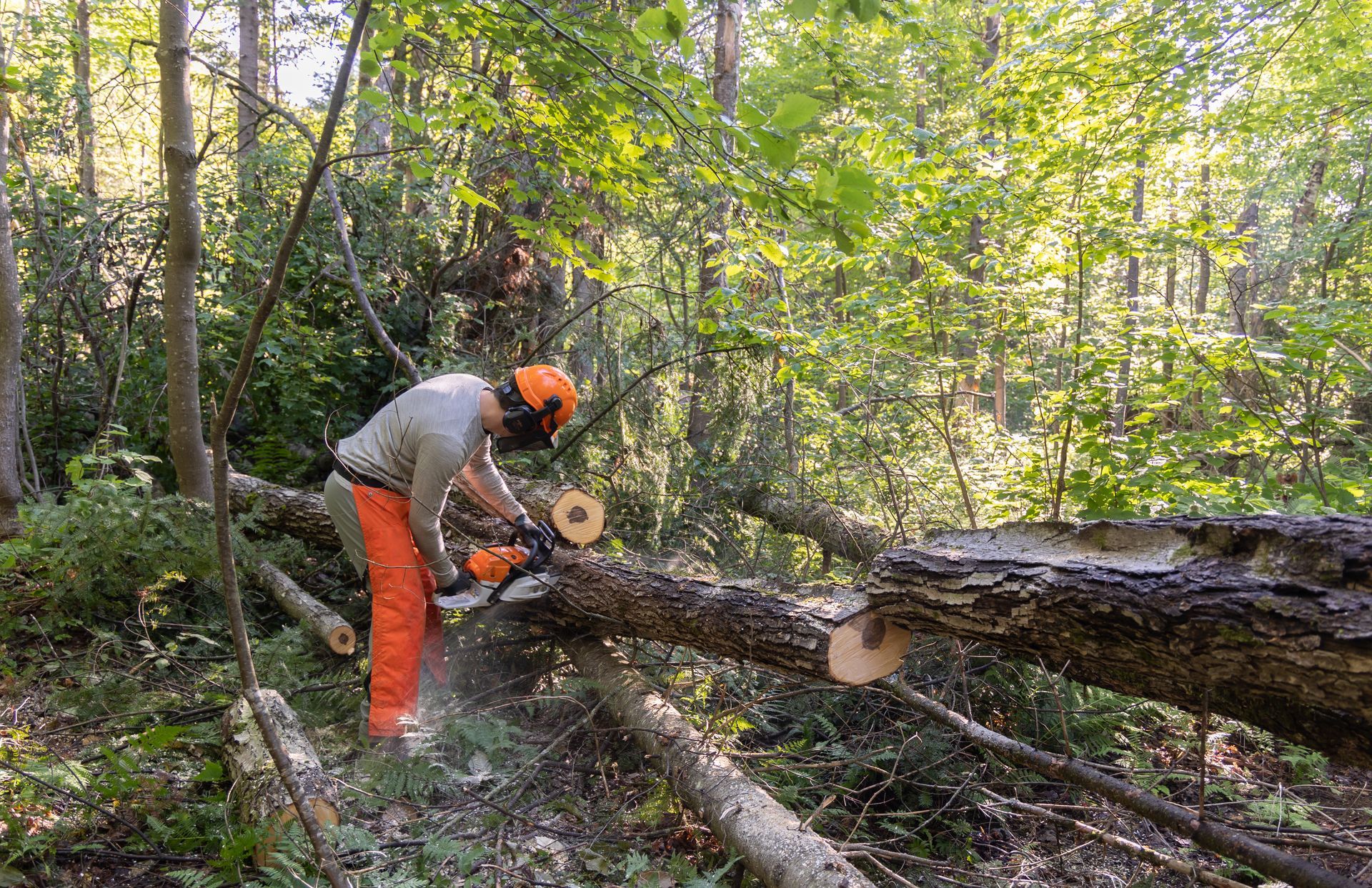 Un ouvrier en pantalon orange coupe un arbre tombé dans une zone boisée à l'aide d'une tronçonneuse.