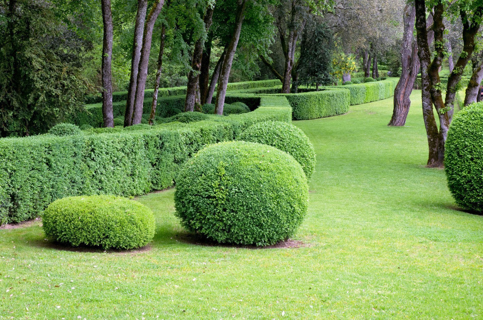 Des arbustes verts soigneusement taillés dans un parc arboré avec une pelouse.