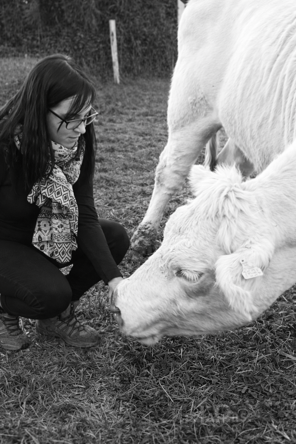 Éleveur de vache Éleveur de vache