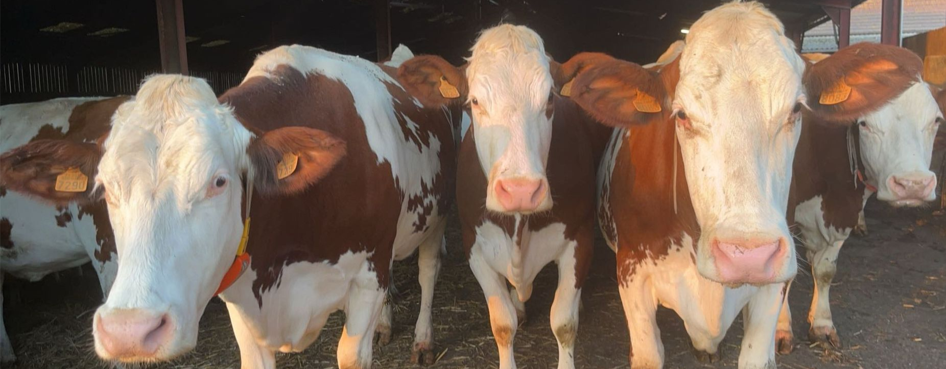 Plusieurs vaches vues de face