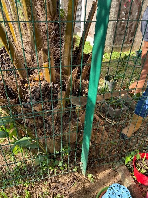 Un tronc de palmier entouré d'une clôture en fil de fer et d'un poteau métallique vert.