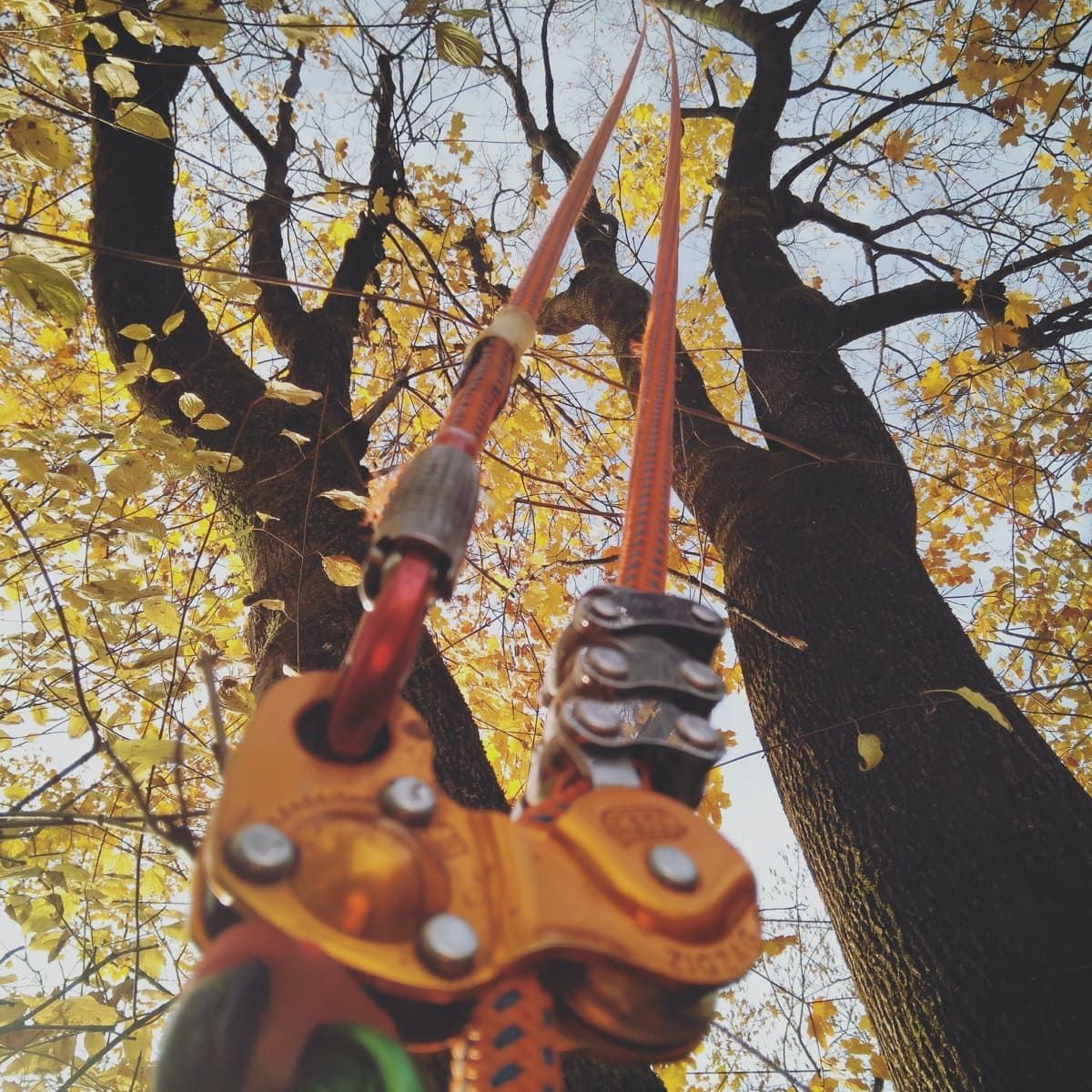 Material de escalada y cuerdas de color naranja en un árbol, visto desde abajo contra el fondo de hojas otoñales amarillas.