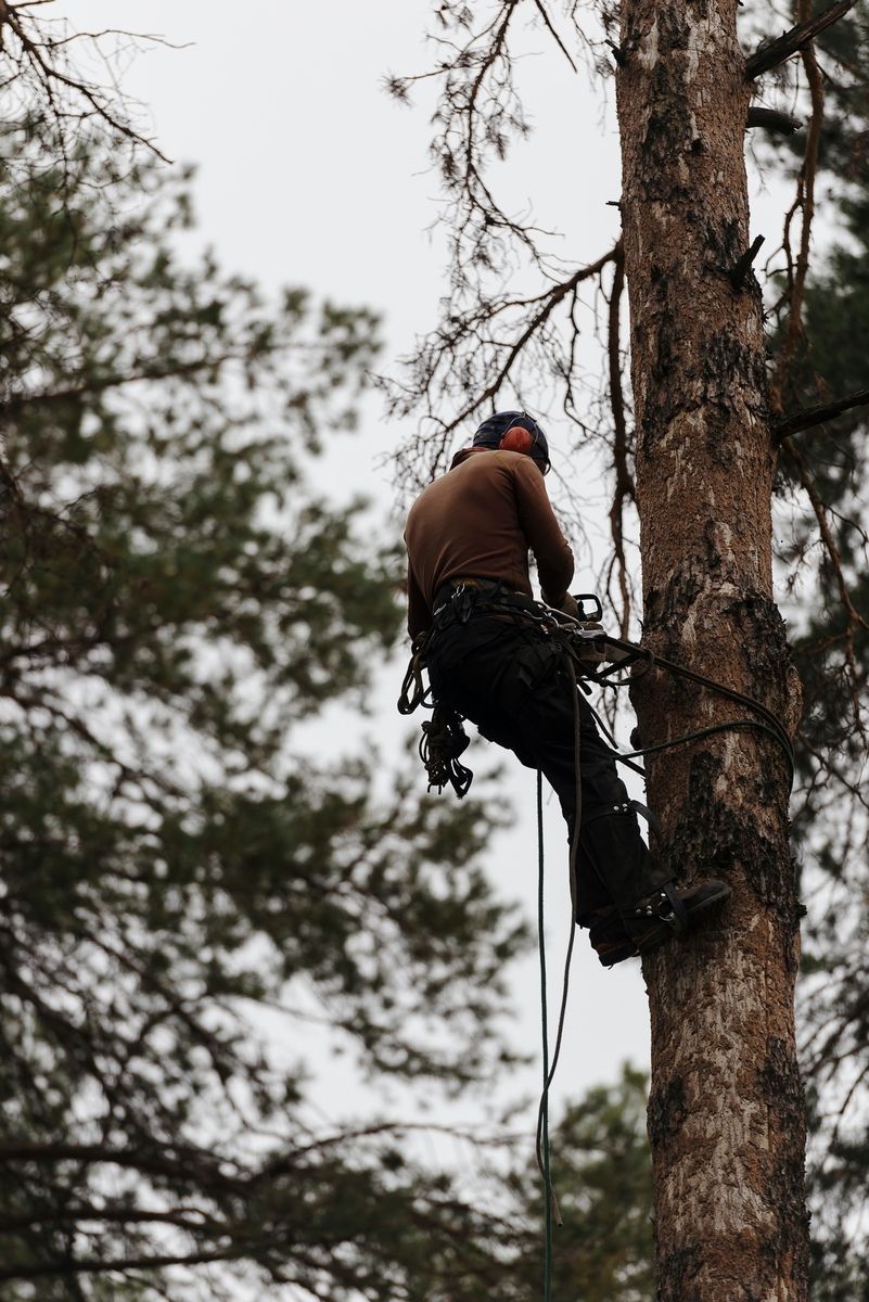 Persona trepando a un árbol con la ayuda de cuerdas en un entorno forestal.