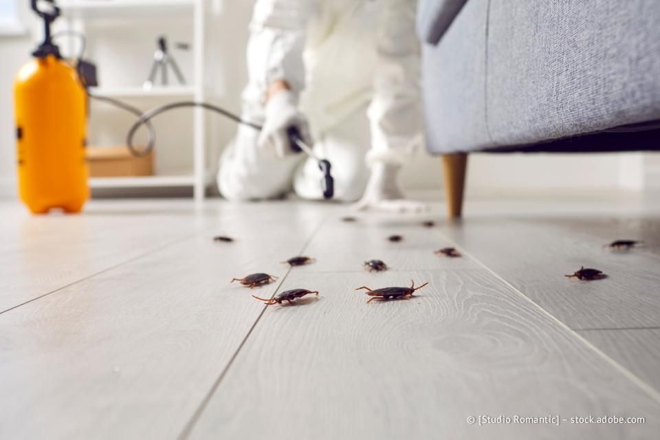 Eine Person in Schutzkleidung besprüht einen mit Kakerlaken bedeckten Boden mit Insektizid.