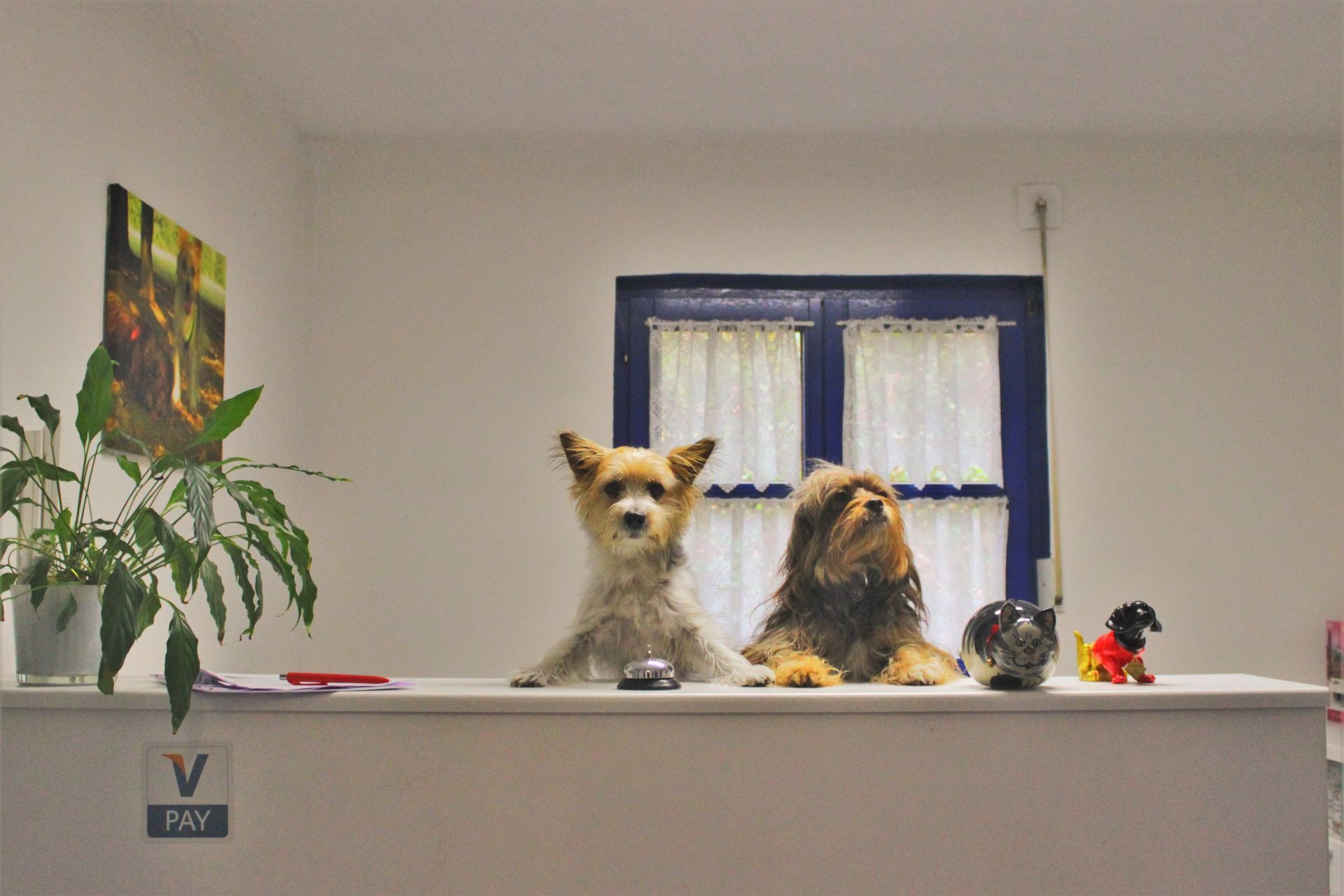 Ultraschalluntersuchung Hund