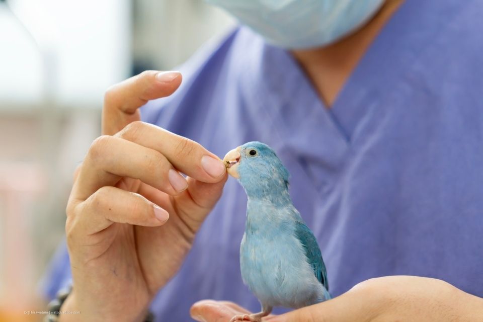 Tierärztin hält Papagei in der Hand