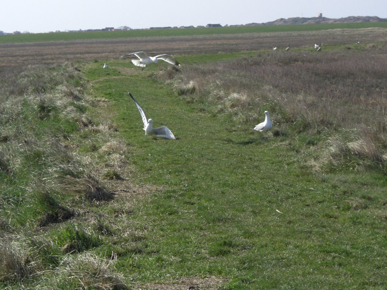 Möwen auf grasbewachsenem Gelände, einige im Flug. Braunes Feld im Hintergrund. Strahlender, sonniger Tag.