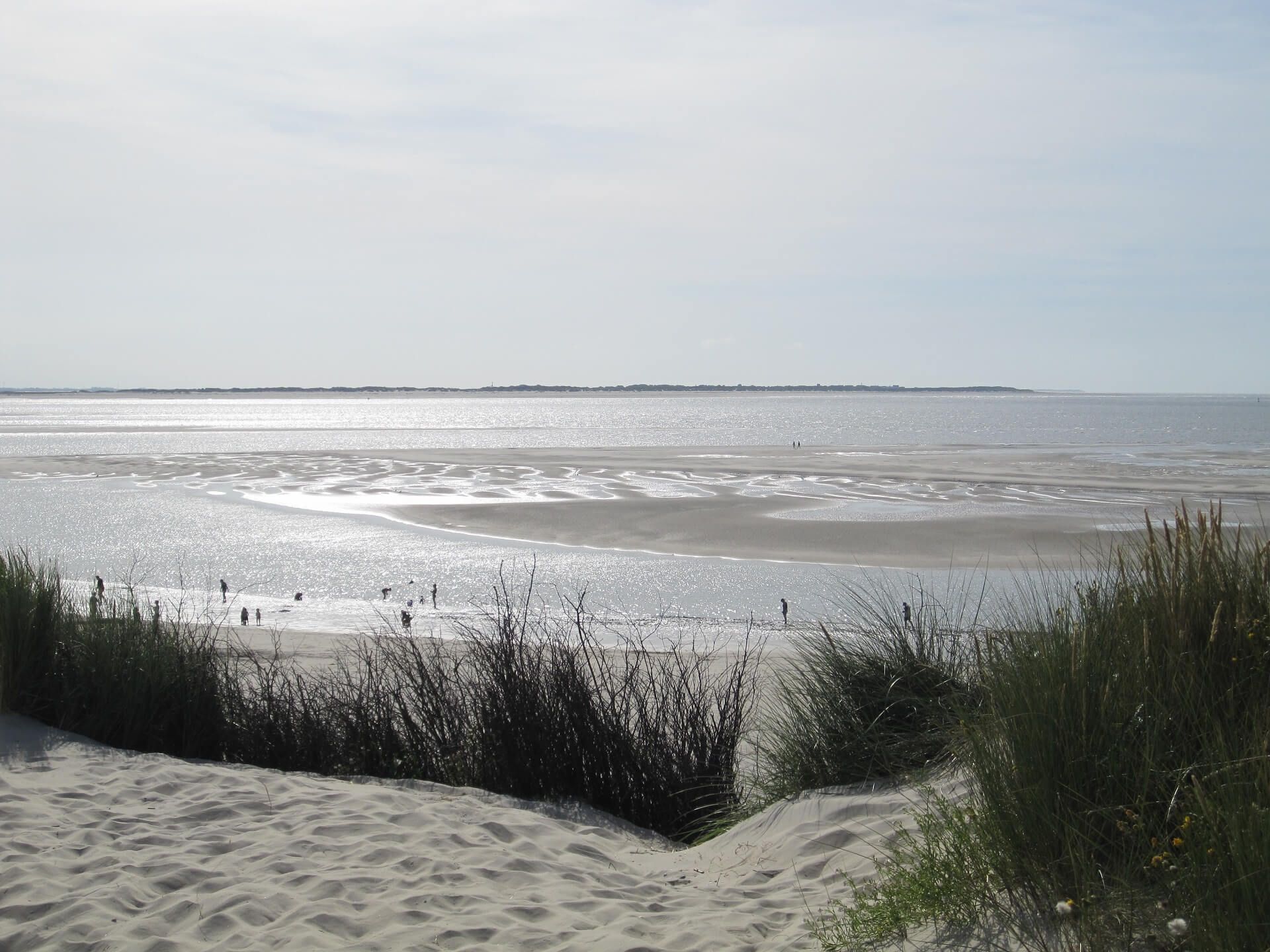 Sandstrand mit Salzwiesenvegetation im Vordergrund, Wasser und Horizontlinie unter sonnigem Himmel.