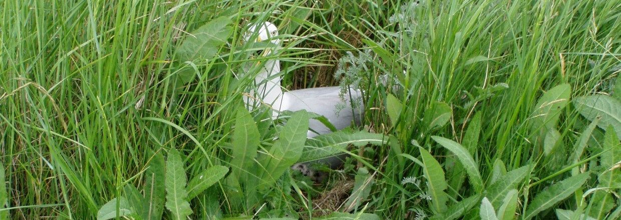 Ein weißes Objekt, möglicherweise ein Kaninchen, liegt eingebettet zwischen hohem grünen Gras und Laub.