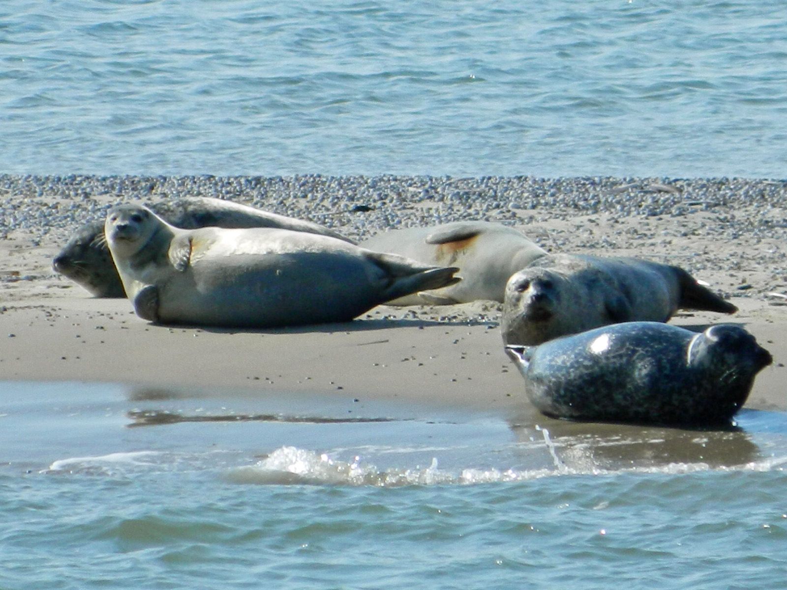 Robben ruhen sich an einem Sandstrand nahe dem Meer aus. Einige sind grau, eine ist schwarz.