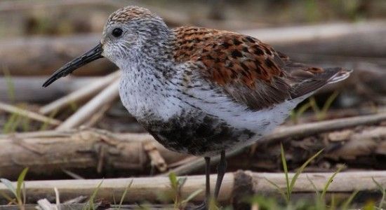 Alpenstrandläufer mit gesprenkeltem braunem Rücken und weißer Brust, stehend in der Vegetation.