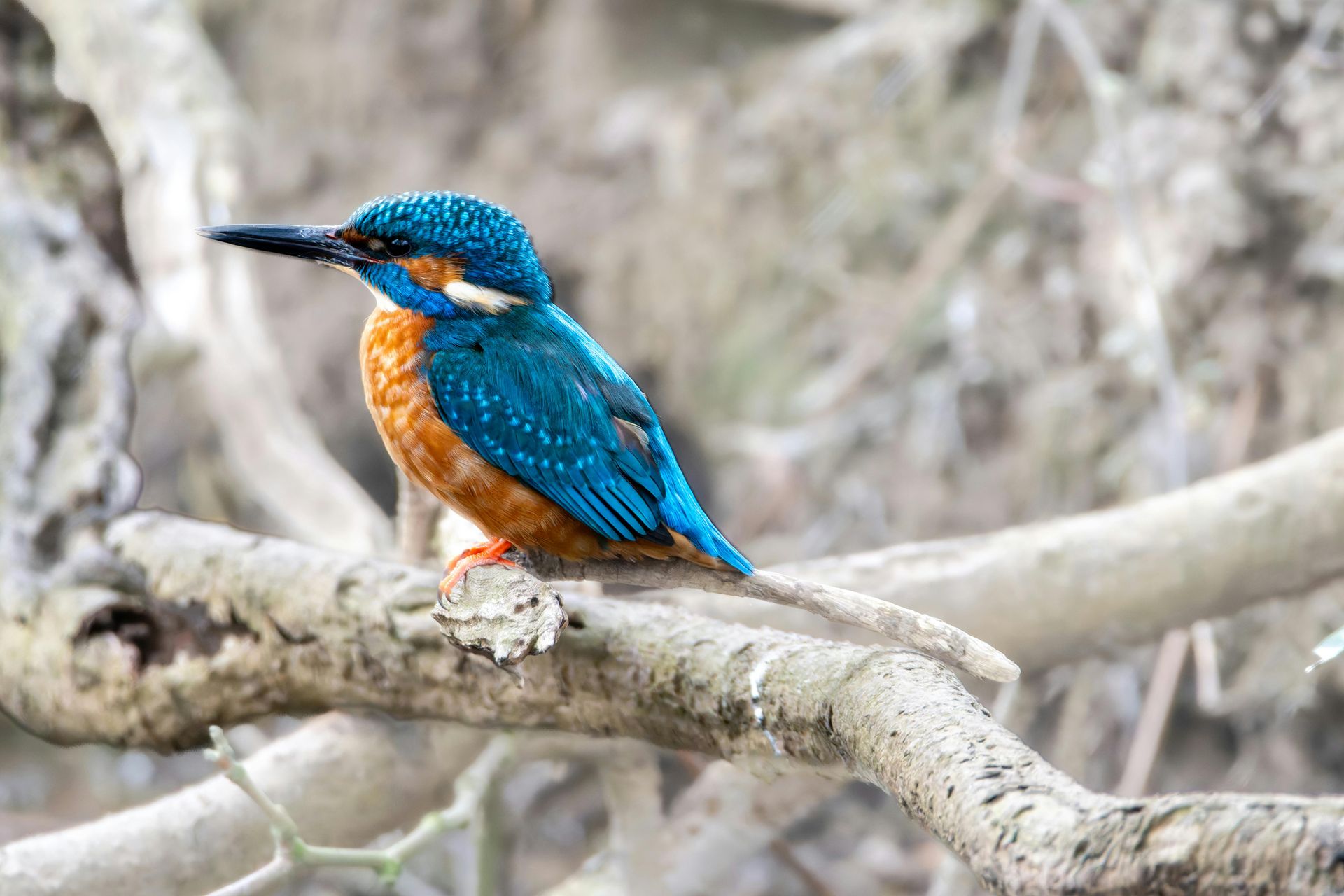 Ein Alpenstrandläufer mit geflecktem braunem Rücken, weißem Bauch und langem, dunklem Schnabel steht im Gras.