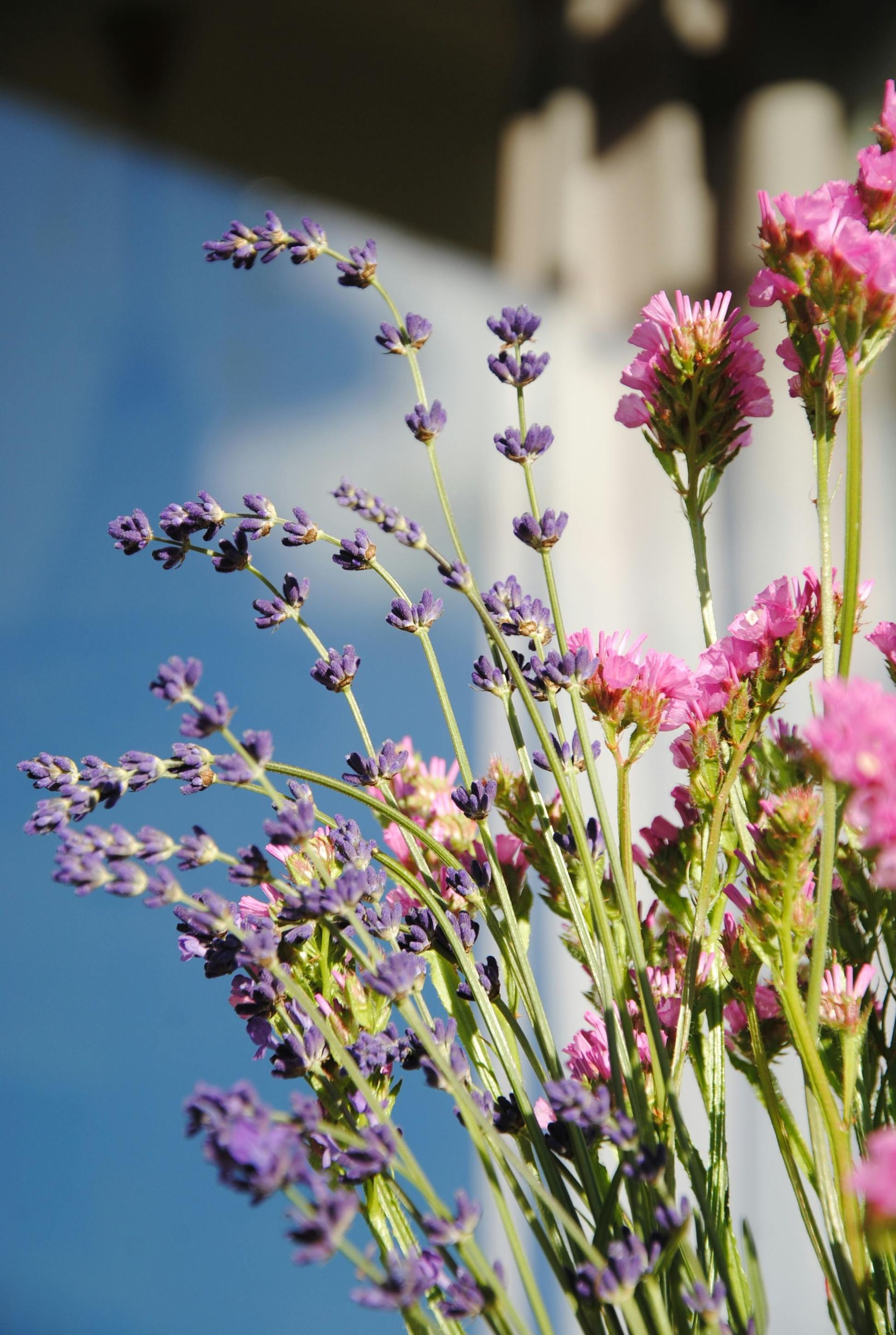 Eine Person mit roten Gartenhandschuhen kniet in der Erde und pflanzt mit einer Metallkelle weisse Blumen in einem Garten.