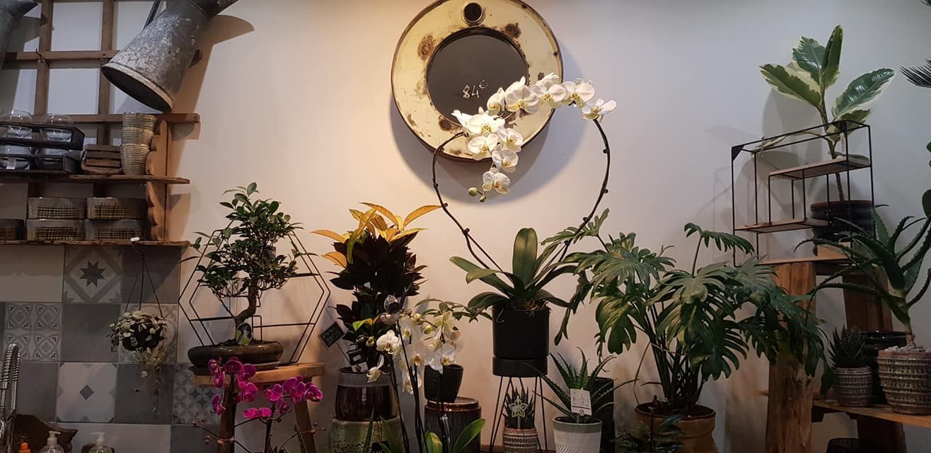 Plantes et objets décoratifs