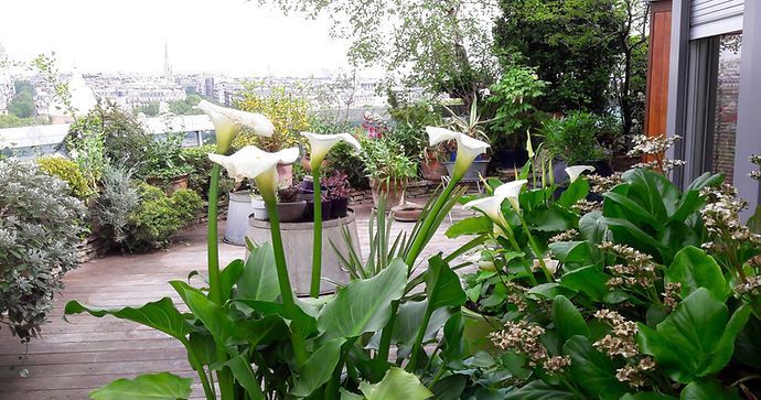 Création de terrasse avec diverses plantes