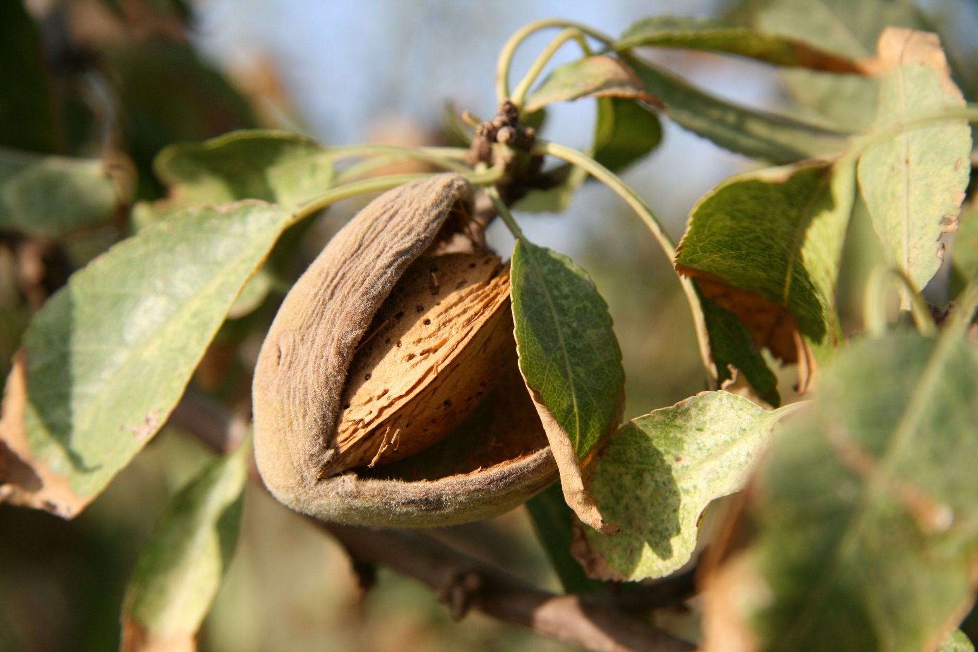 Primer plano de una cáscara de almendra abierta en la rama de un árbol con hojas verdes.