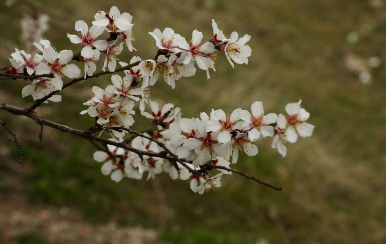 Flores blancas con centros rojos en una rama oscura sobre un fondo marrón difuminado.