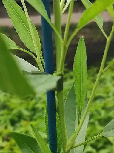 Primer plano de hojas y tallos verdes atados a una estaca de soporte azul en un jardín.