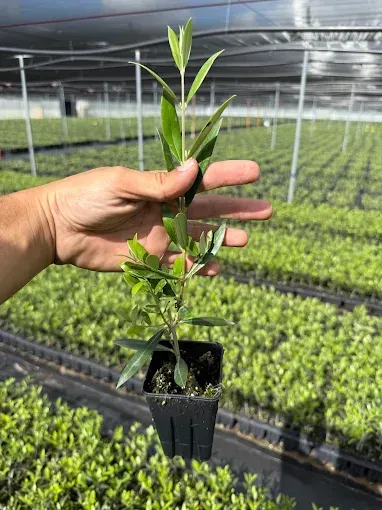 Una mano sostiene una pequeña plántula en maceta en un vivero de invernadero con hileras de plantas jóvenes al fondo.
