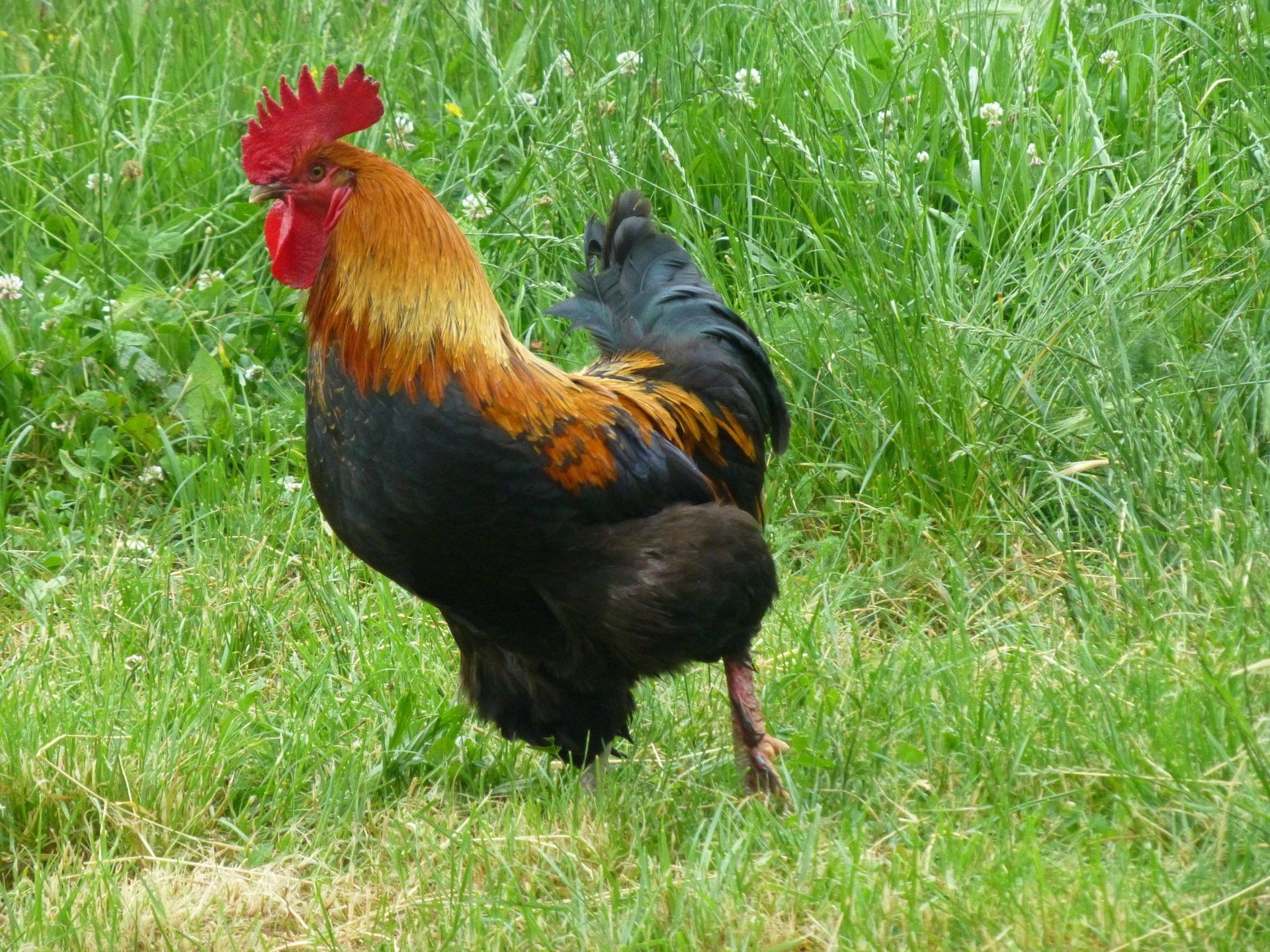 coq