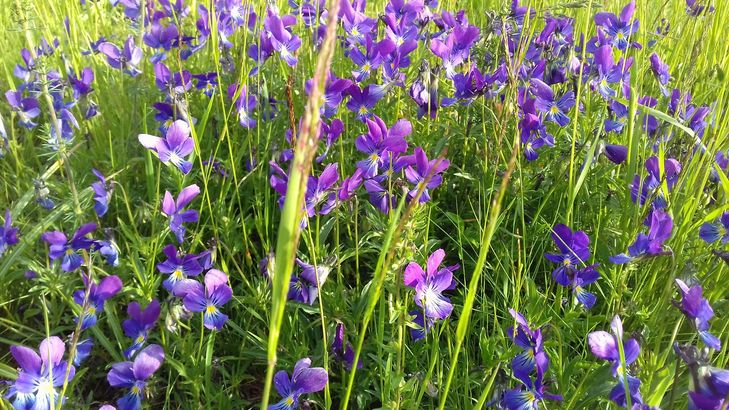 Petites fleurs violettes