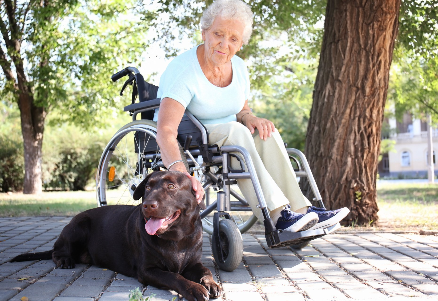 Médiation animale avec chien